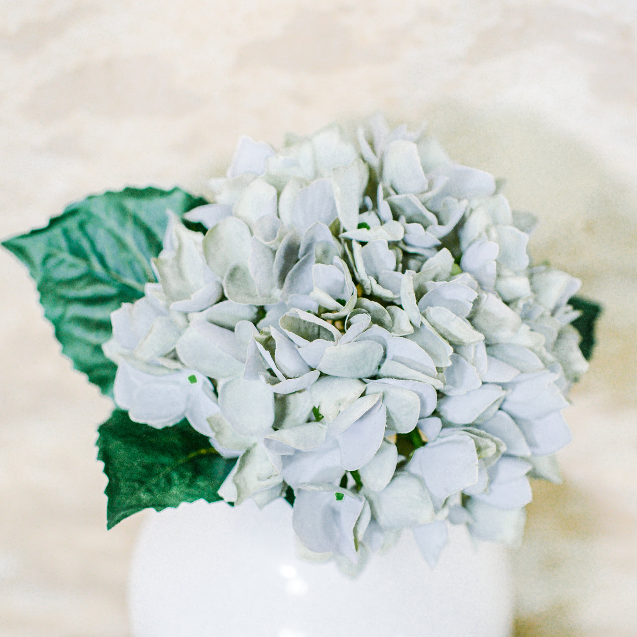 Blue-Gray Hydrangea Stem