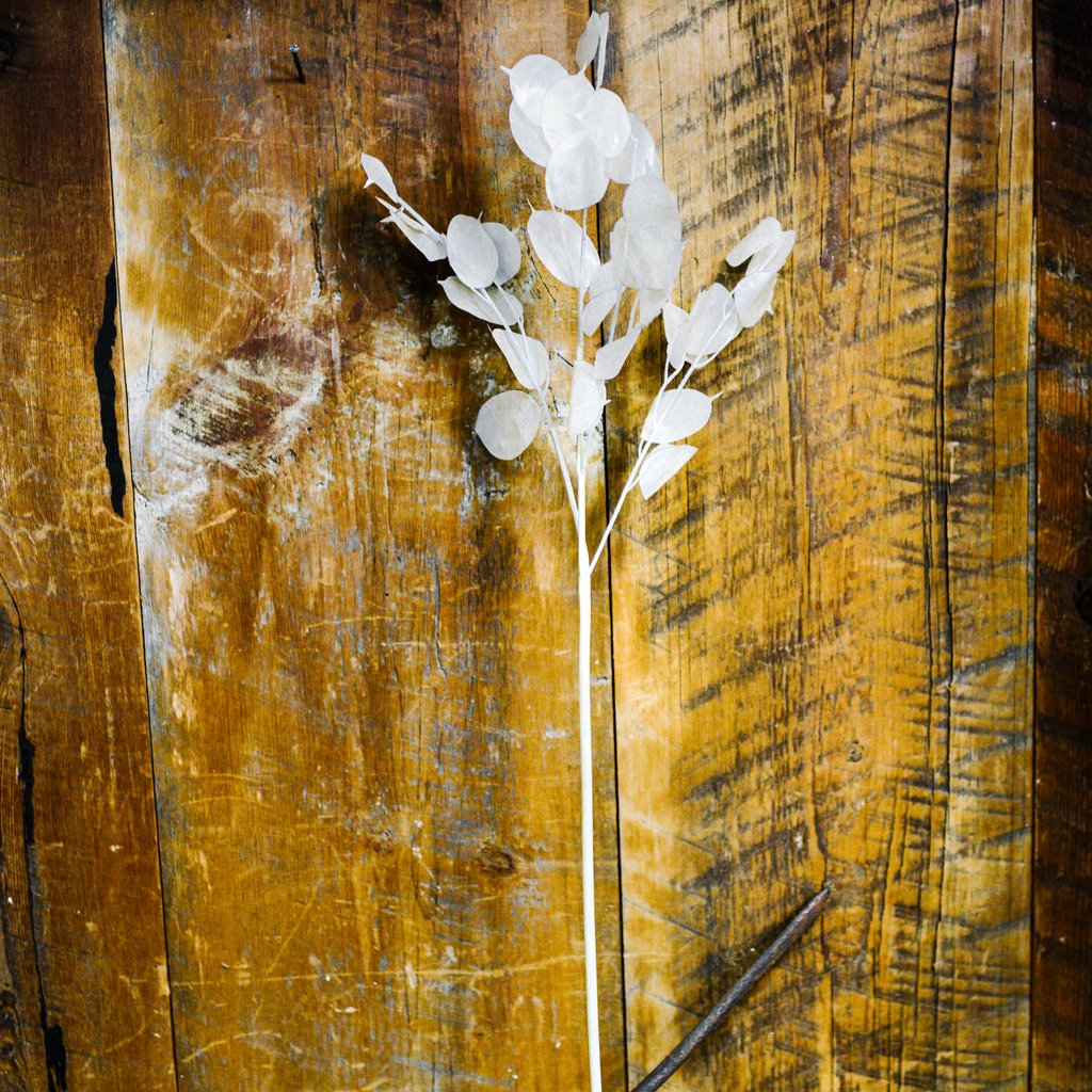 Lunaria Stem Ivory