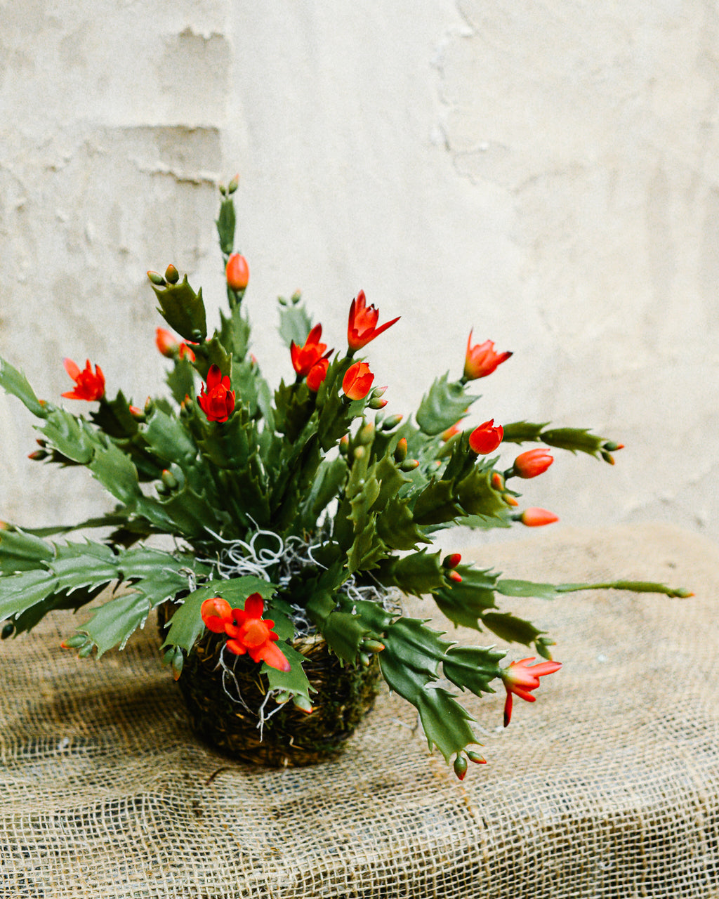 Christmas Cactus in Moss Pot Drop-In